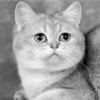 Аватарка Eliadzhis cat