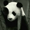 Avatar Kolsuz Panda