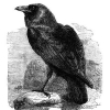 Avatar Corvus