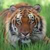 Аватарка PantheraTigris