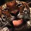 Аватарка Tiger_RUS
