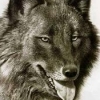 Avatar El Solitario Lobo
