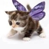 Аватарка Кошка с крыльями бабочки