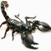 Avatar skorpionma