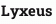 Lyxeus